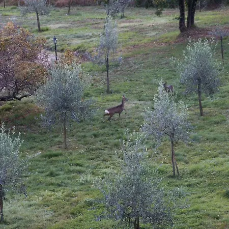 Podere Piandicava Lägenhet *